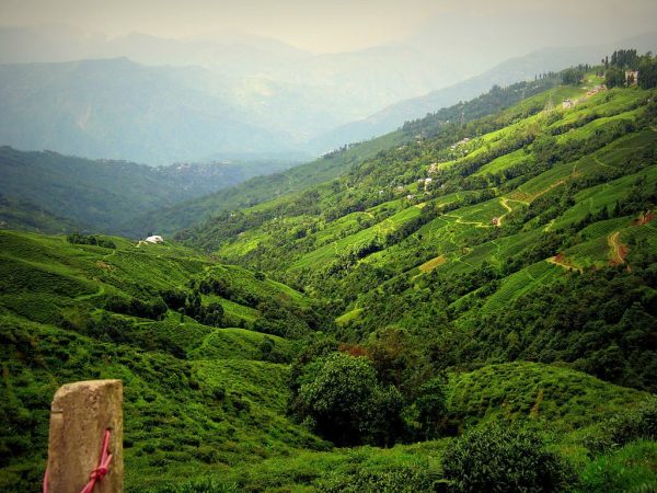 Darjeeling tea 3 Darjeeling India