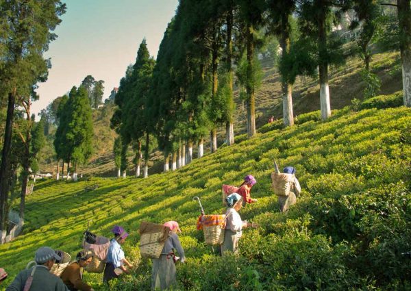 Darjeeling tea 5 Tea production India