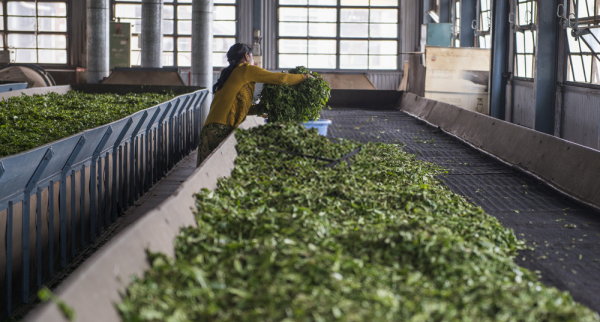 Tea production from leaf to cup 3 Industrial tea estate