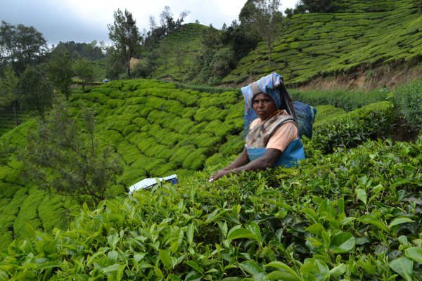 Tea in India 5 Assam tea harvesting