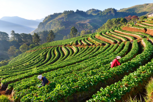 History of Green Tea in China 3 History of Green tea in China