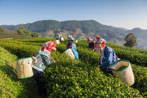 Tea in India 3 Tea plantation