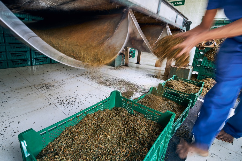 Tea production from leaf to cup 5 tea for tea bags