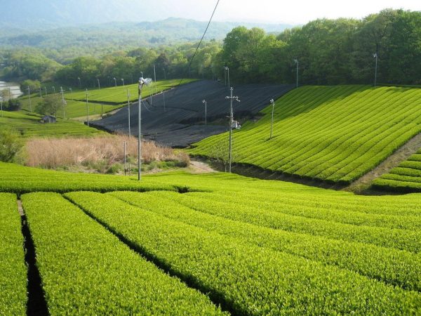 Tea in Japan. Regions 7 Uji Kyoto
