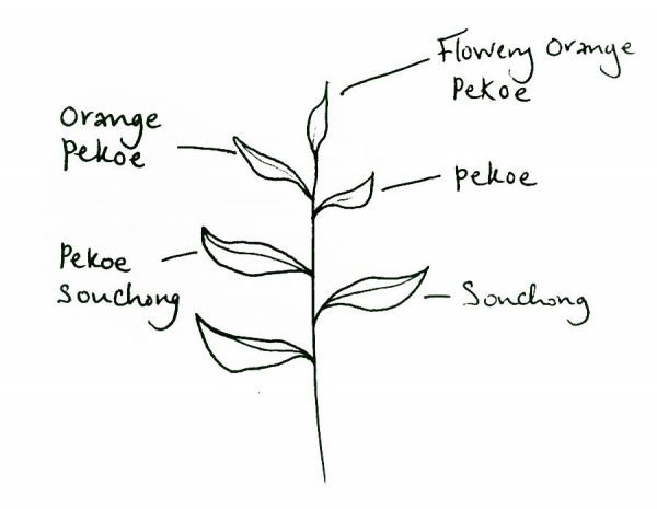 Orange Pekoe Black Tea 5 Black tea grades